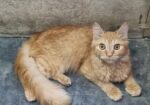 Original parsian cat