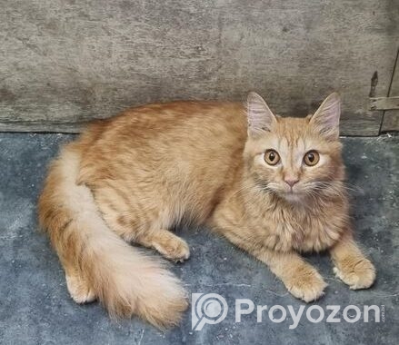 Original parsian cat