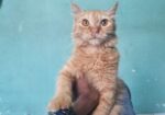 Original parsian cat