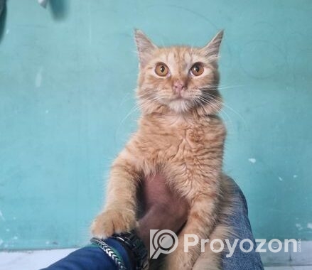 Original parsian cat