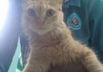 Original parsian cat