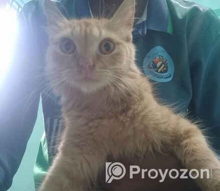 Original parsian cat