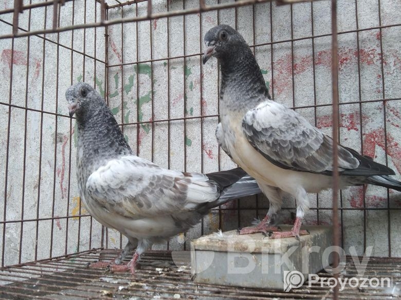 ২জোড়া বাচ্চা কবুতর