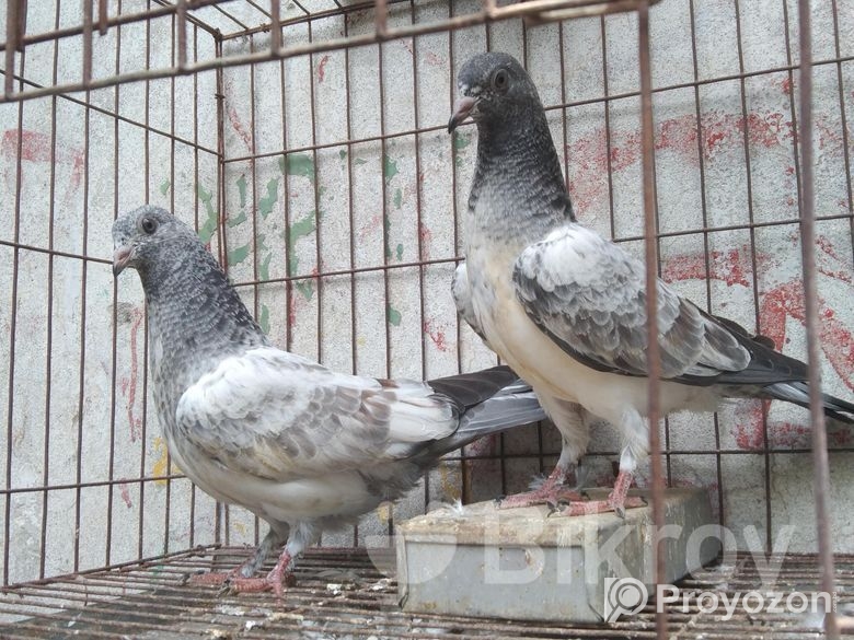 ২জোড়া বাচ্চা কবুতর