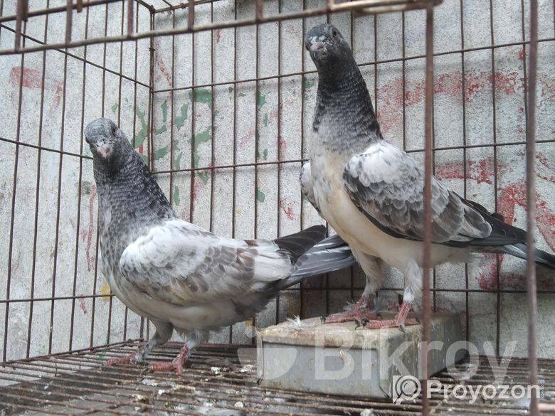 ২জোড়া বাচ্চা কবুতর