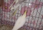 Cocktail running pair