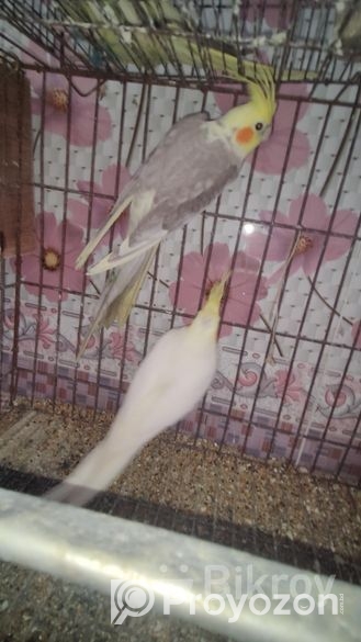 Cocktail running pair