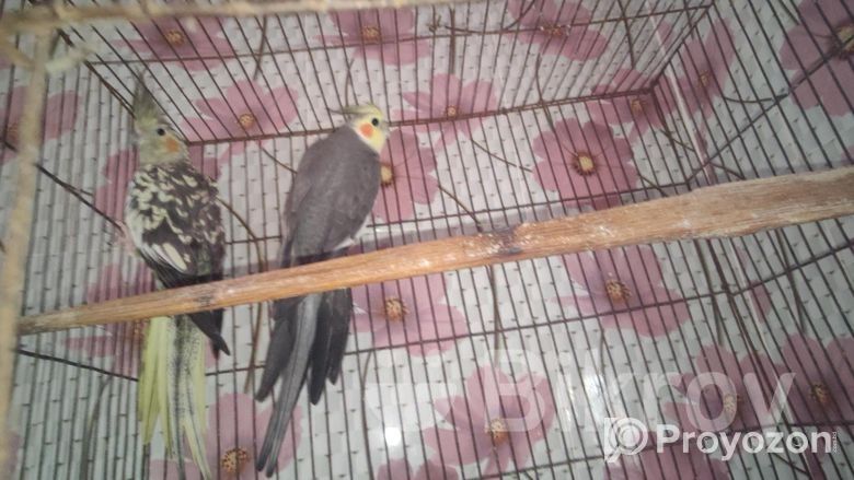 Cocktail running pair