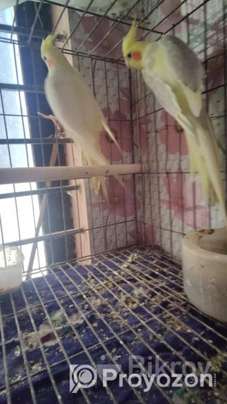 Cocktail running pair