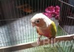 Pineapple Conure Bird
