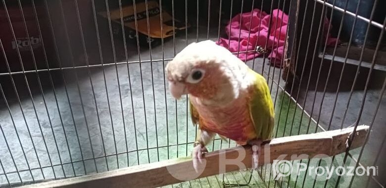 Pineapple Conure Bird