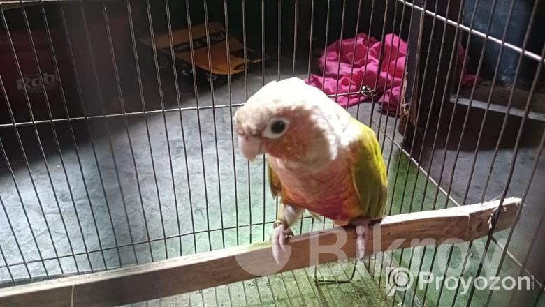 Pineapple Conure Bird