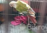 Pineapple Conure Bird