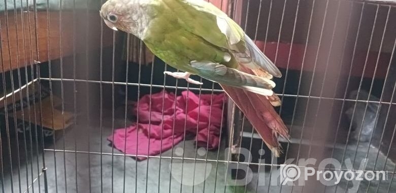 Pineapple Conure Bird