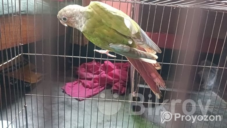 Pineapple Conure Bird