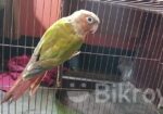 Pineapple Conure Bird