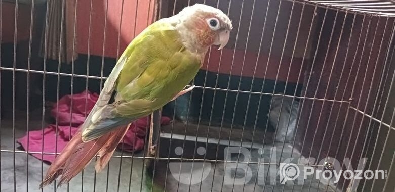 Pineapple Conure Bird