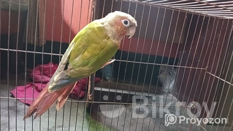 Pineapple Conure Bird