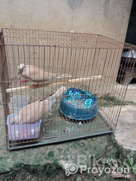 ডাব ঘুঘু ওসটোলিয়ান ভালো জাতের