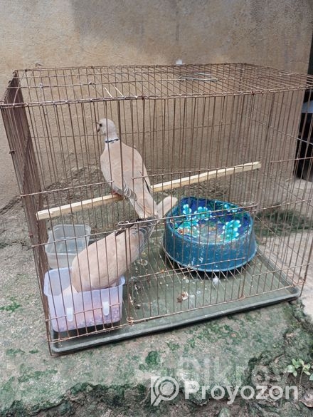 ডাব ঘুঘু ওসটোলিয়ান ভালো জাতের