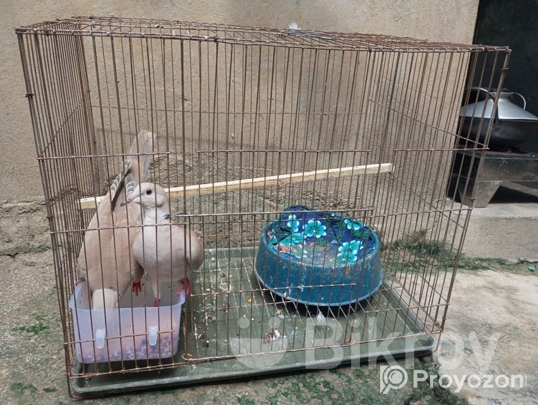 ডাব ঘুঘু ওসটোলিয়ান ভালো জাতের