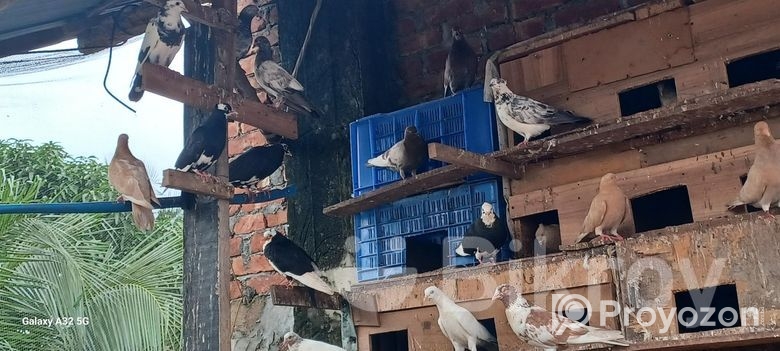 কবুতর বিক্রি হইবে