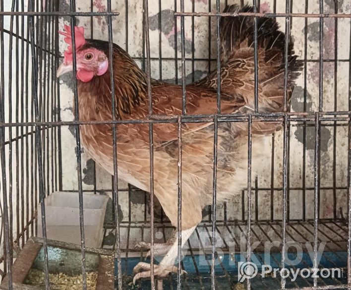 দেশী মুরগী