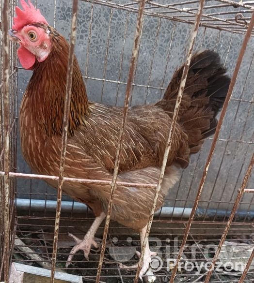 দেশী মুরগী