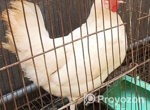 দেশী মুরগী