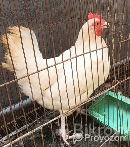 দেশী মুরগী