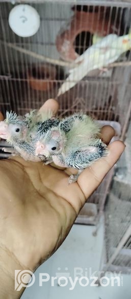 ককাটেল এর বেবি