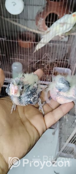 ককাটেল এর বেবি