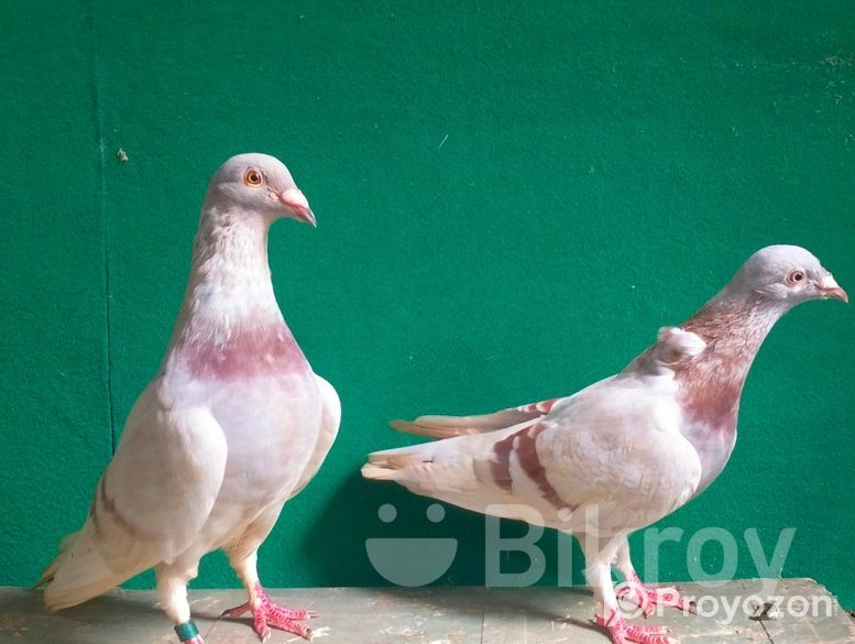 লাইট মিলি রেসার রানিং পেয়ার