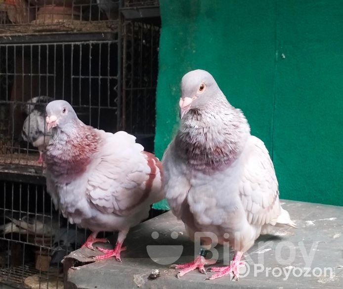 লাইট মিলি রেসার রানিং পেয়ার