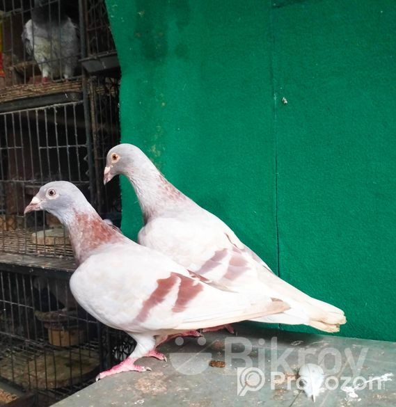 লাইট মিলি রেসার রানিং পেয়ার