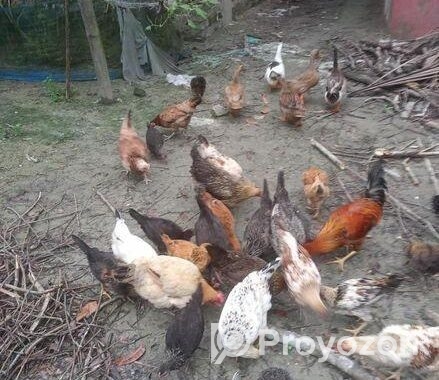 দেশি মুরগি