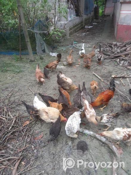 দেশি মুরগি