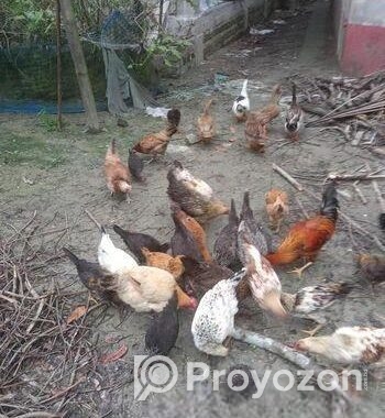 দেশি মুরগি