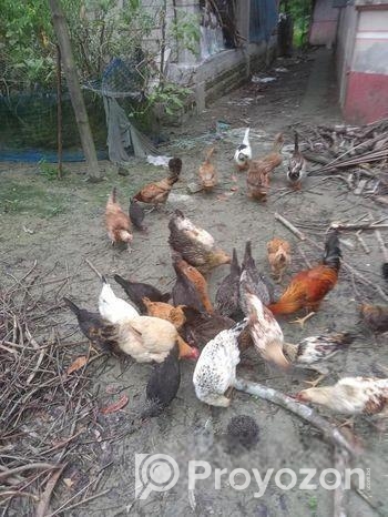দেশি মুরগি