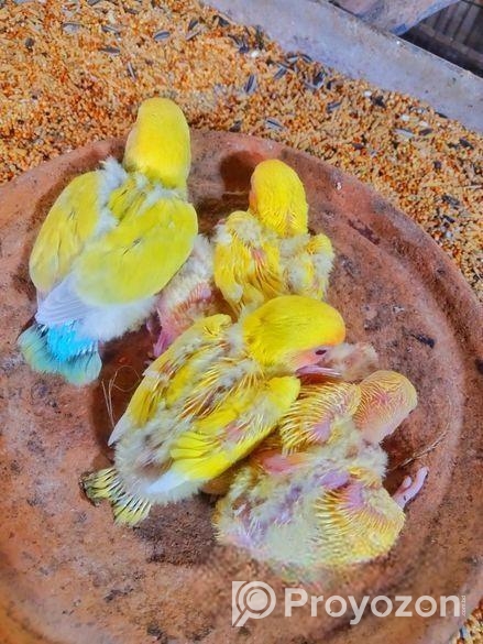 টেম সাইজ লাভবার্ড বেবি