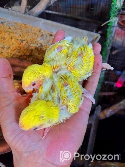 টেম সাইজ লাভবার্ড বেবি