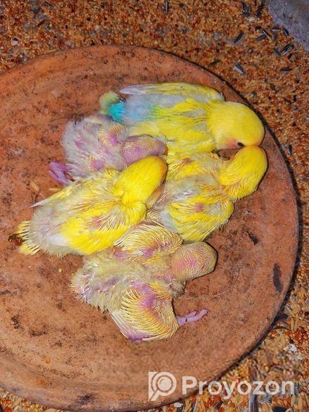 টেম সাইজ লাভবার্ড বেবি