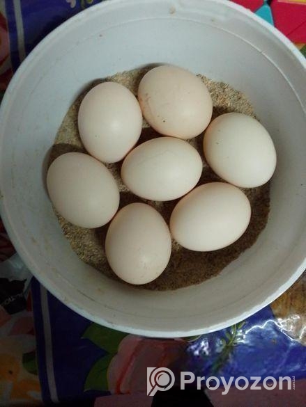 দেশি মুরগির ডিম বিক্রি