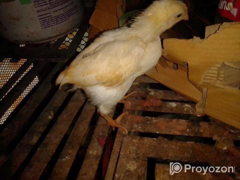 সাদা লেয়ার মুরগির বাচ্চা