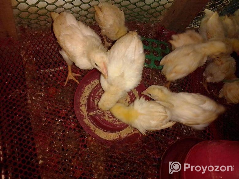 সাদা লেয়ার মুরগির বাচ্চা