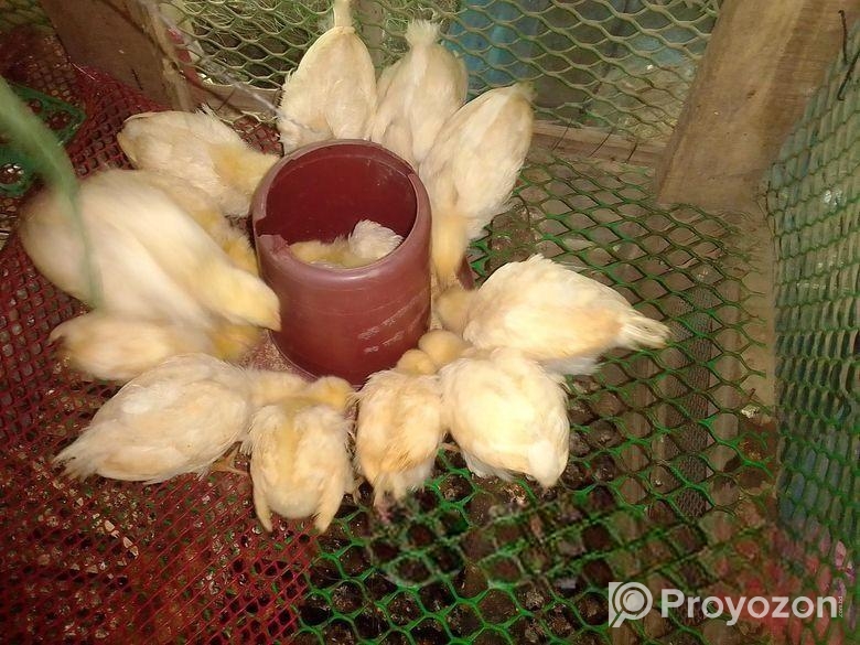 সাদা লেয়ার মুরগির বাচ্চা