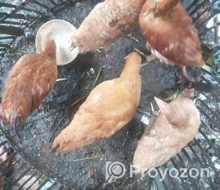 ৫ পিস টাইগার মুরগি