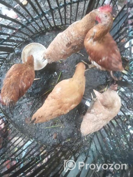 ৫ পিস টাইগার মুরগি