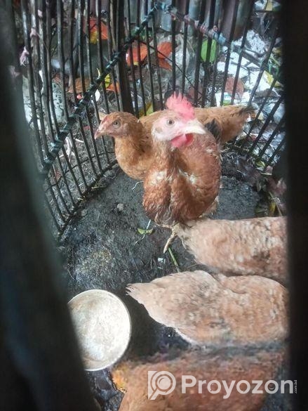 ৫ পিস টাইগার মুরগি