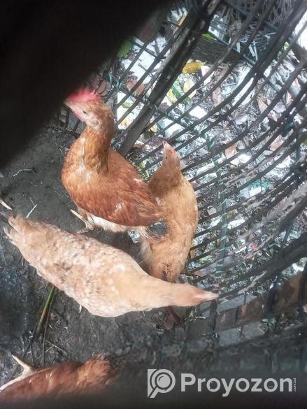 ৫ পিস টাইগার মুরগি